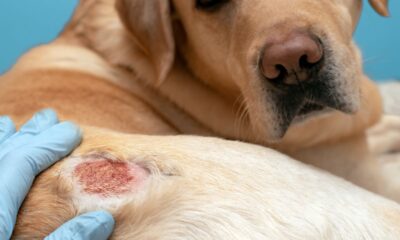 dermatitis perros