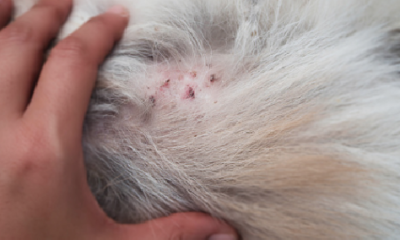 dermatitis perros