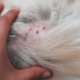 dermatitis perros