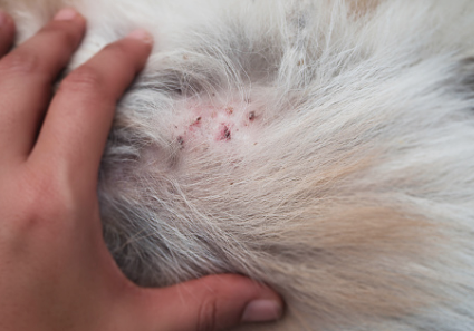 dermatitis perros