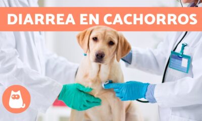 diarrea cachorros