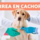 diarrea cachorros