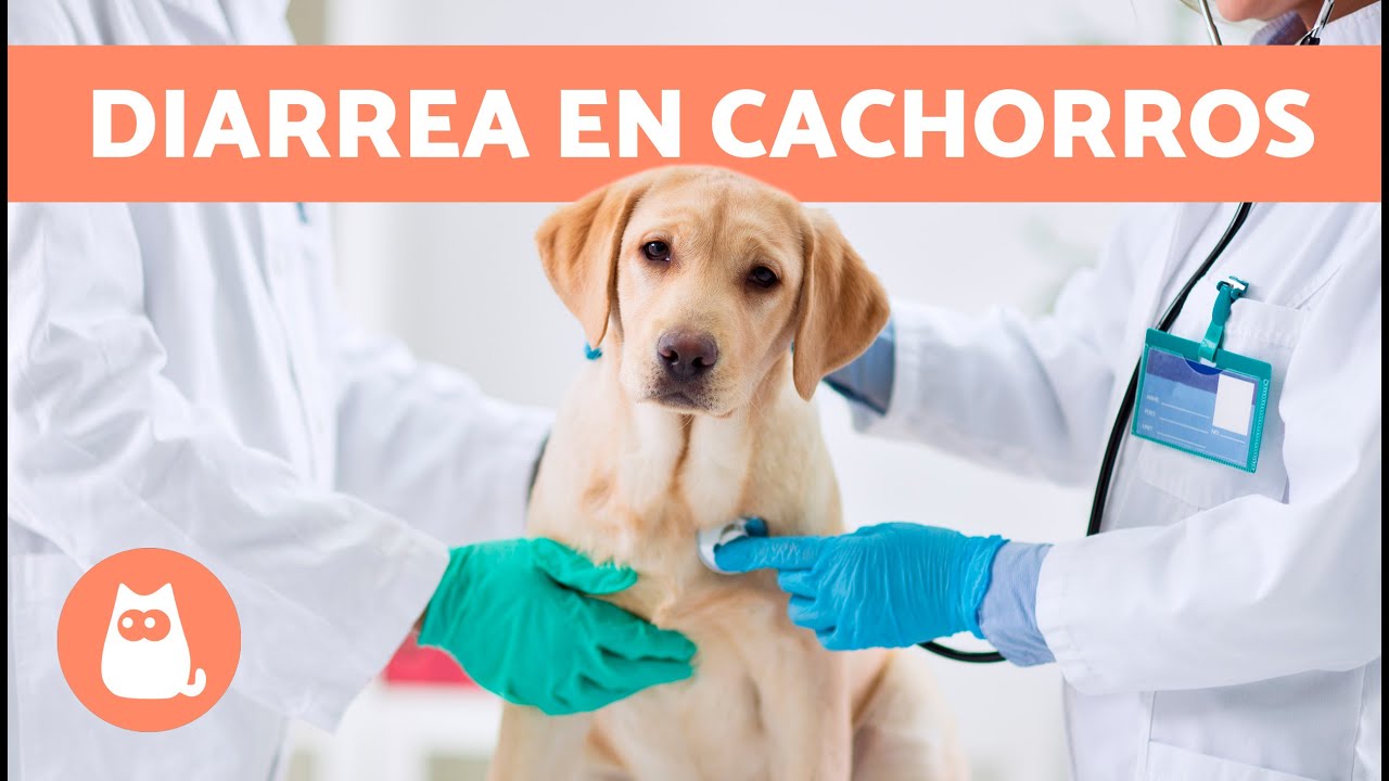 diarrea cachorros