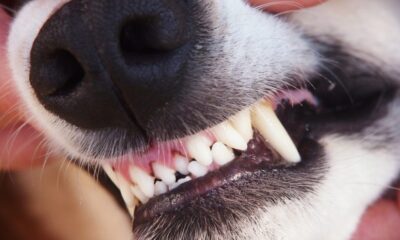 dientes perro