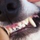 dientes perro