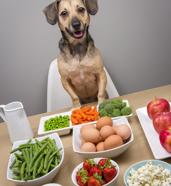 dieta perro