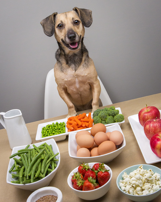 dieta perro