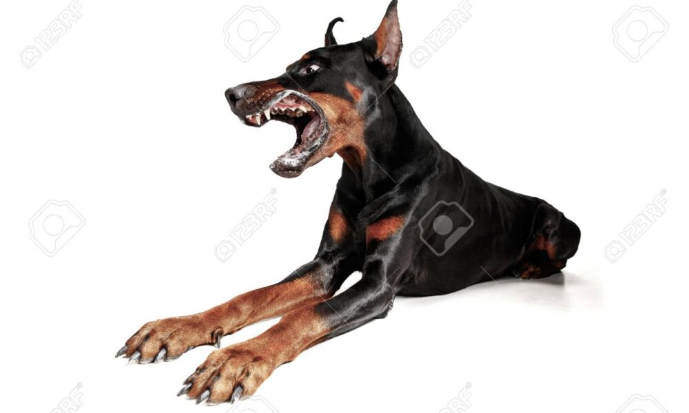 doberman mascota