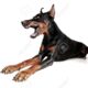 doberman mascota