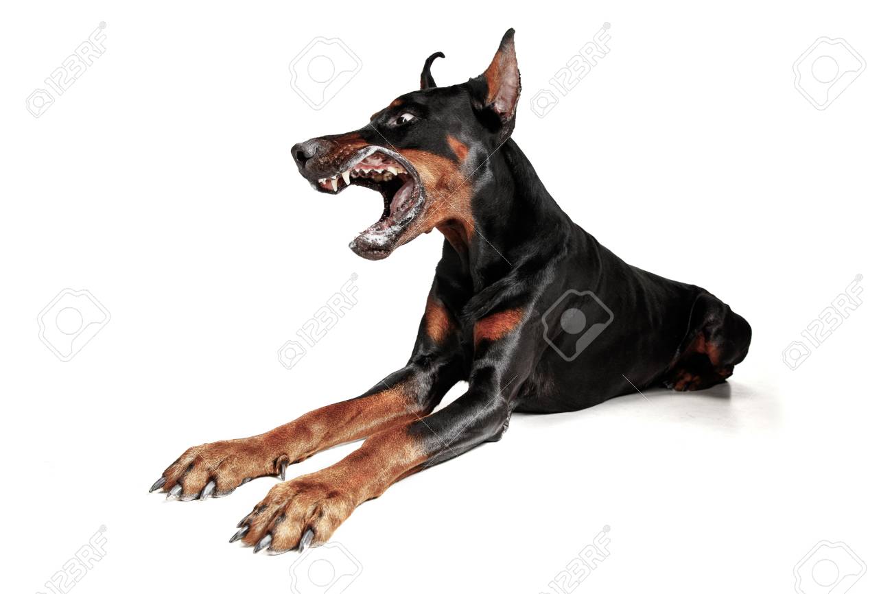 doberman mascota