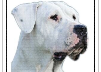 dogo argentino