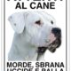 dogo argentino