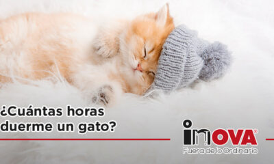 duerme gato