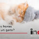 duerme gato