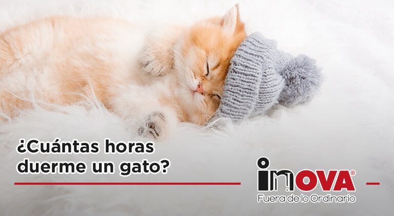 duerme gato