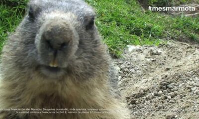 duerme marmota