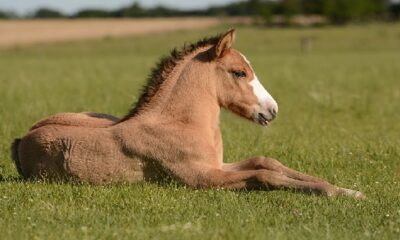 el caballo