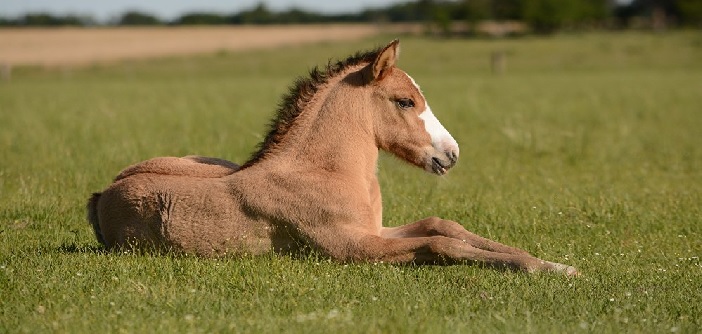 el caballo