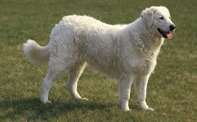 el kuvasz