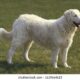 el kuvasz