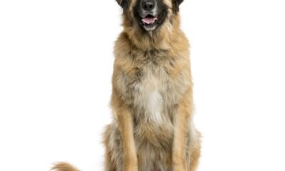 el leonberger