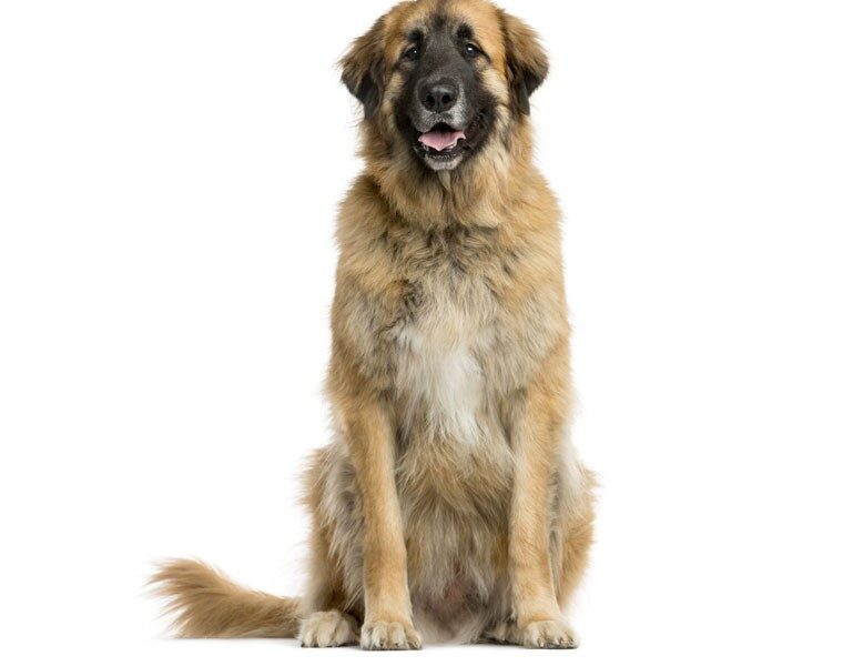 el leonberger