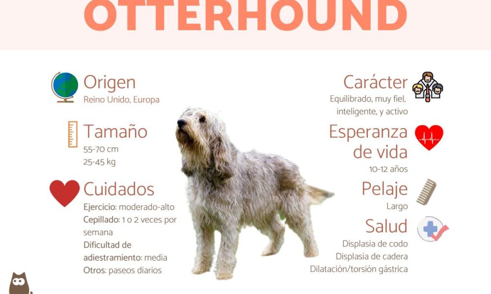 el otterhound