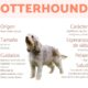 el otterhound