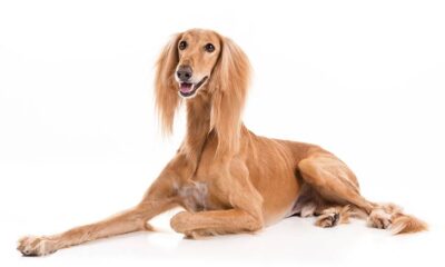 el saluki