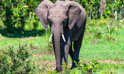 elefante africano