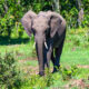 elefante africano