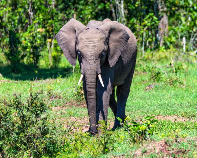 elefante africano