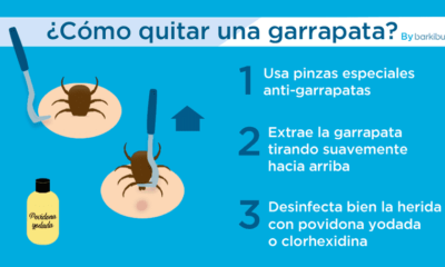 eliminar garrapatas