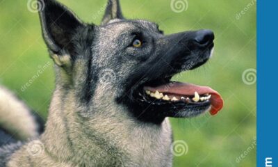 elkhound noruego