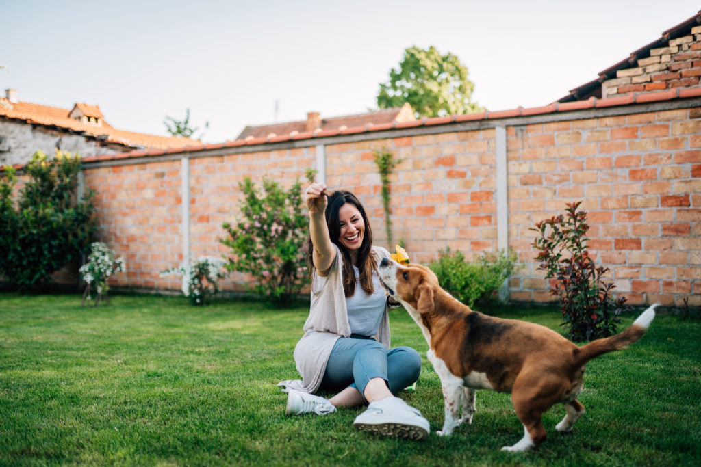 felicidad perro