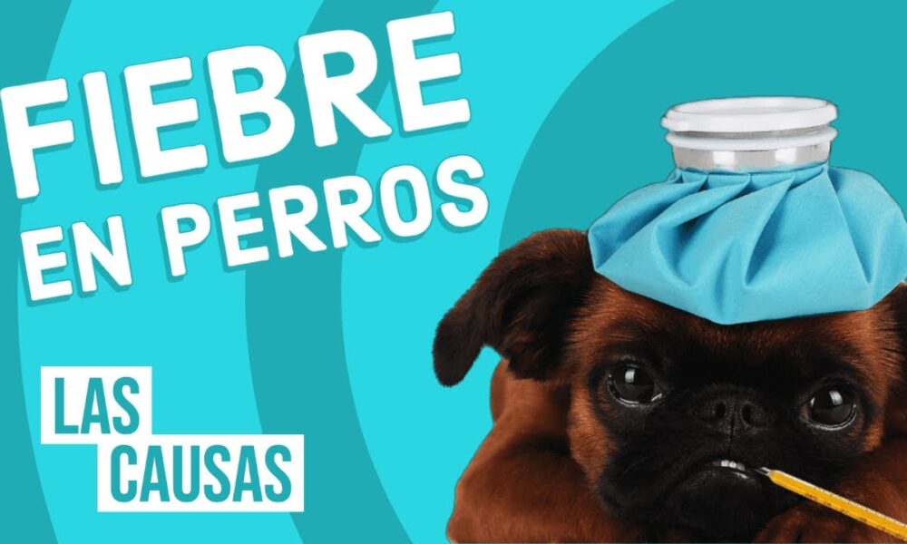 fiebre perros