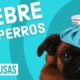 fiebre perros