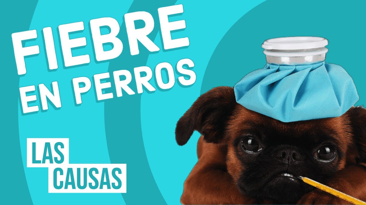 fiebre perros