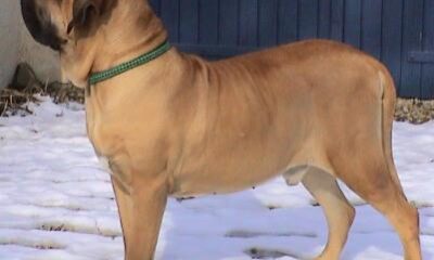 fila brasileiro