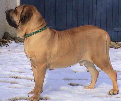 fila brasileiro