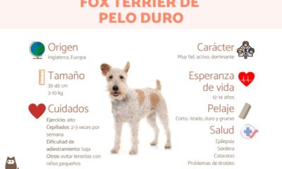 fox terrier