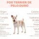 fox terrier