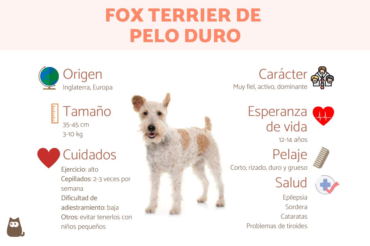 fox terrier