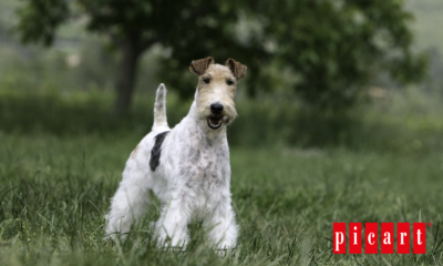 fox terrier