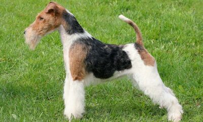 fox terrier