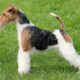 fox terrier