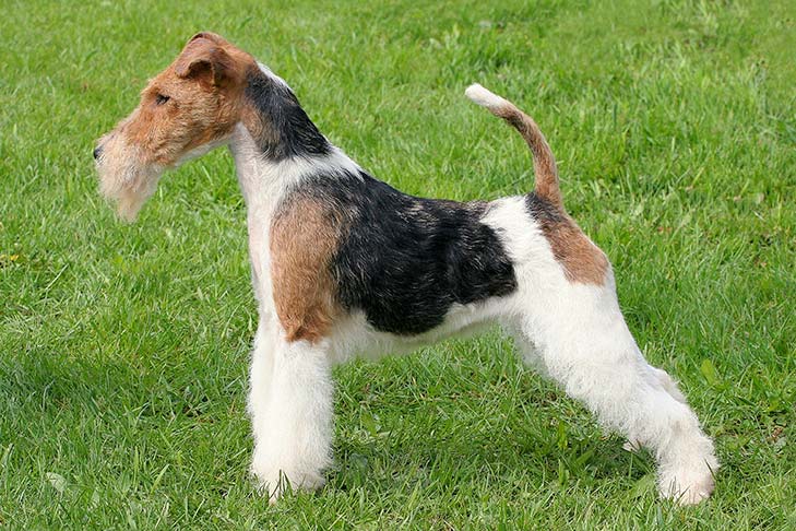 fox terrier