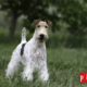 fox terrier