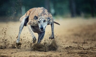 galgo espanol