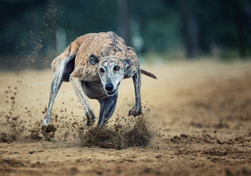 galgo espanol